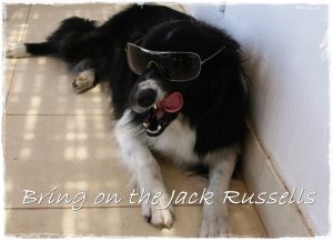 tpotg-jess-world-jack-russells