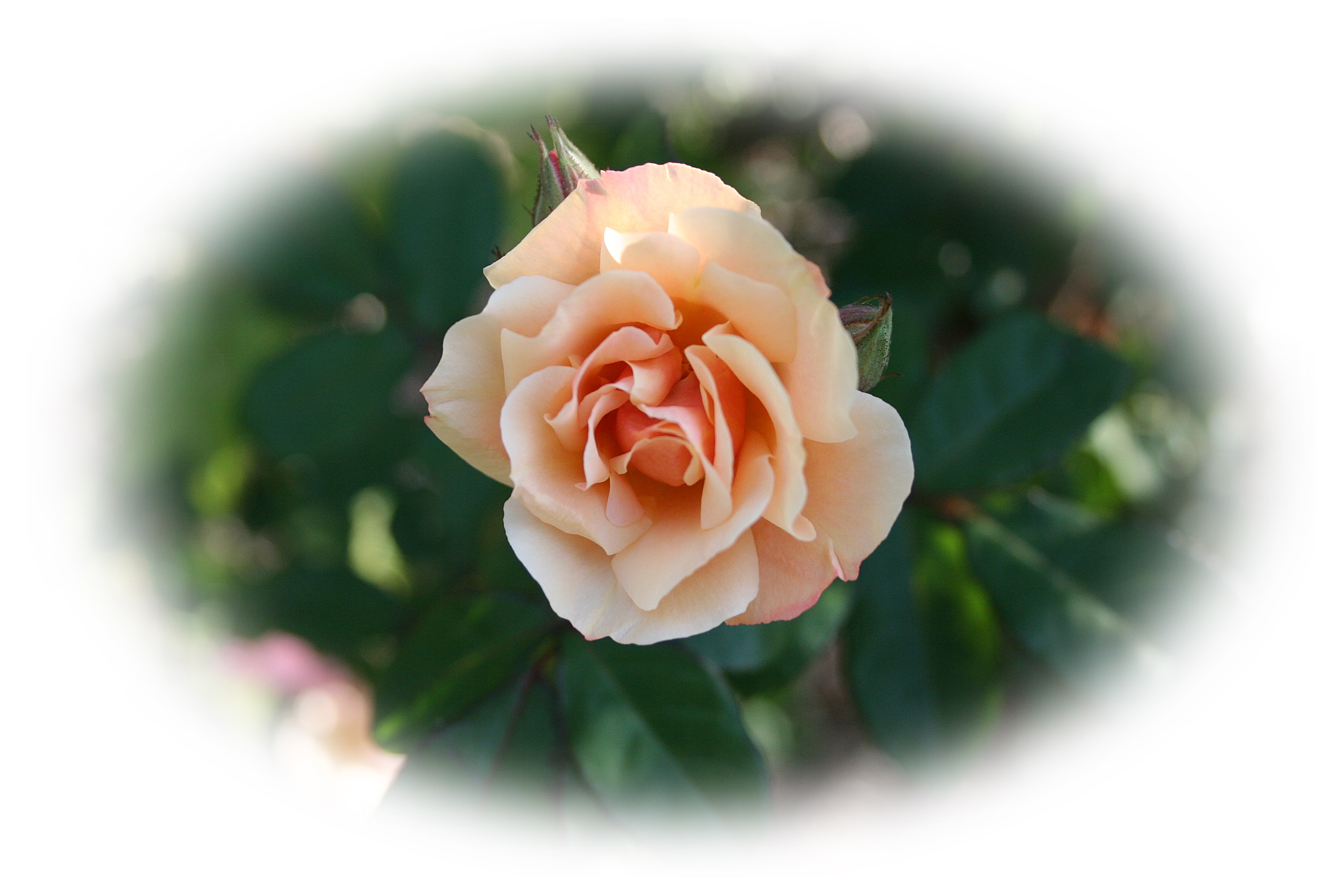 tpotg-rose-and-thorn-frame-01