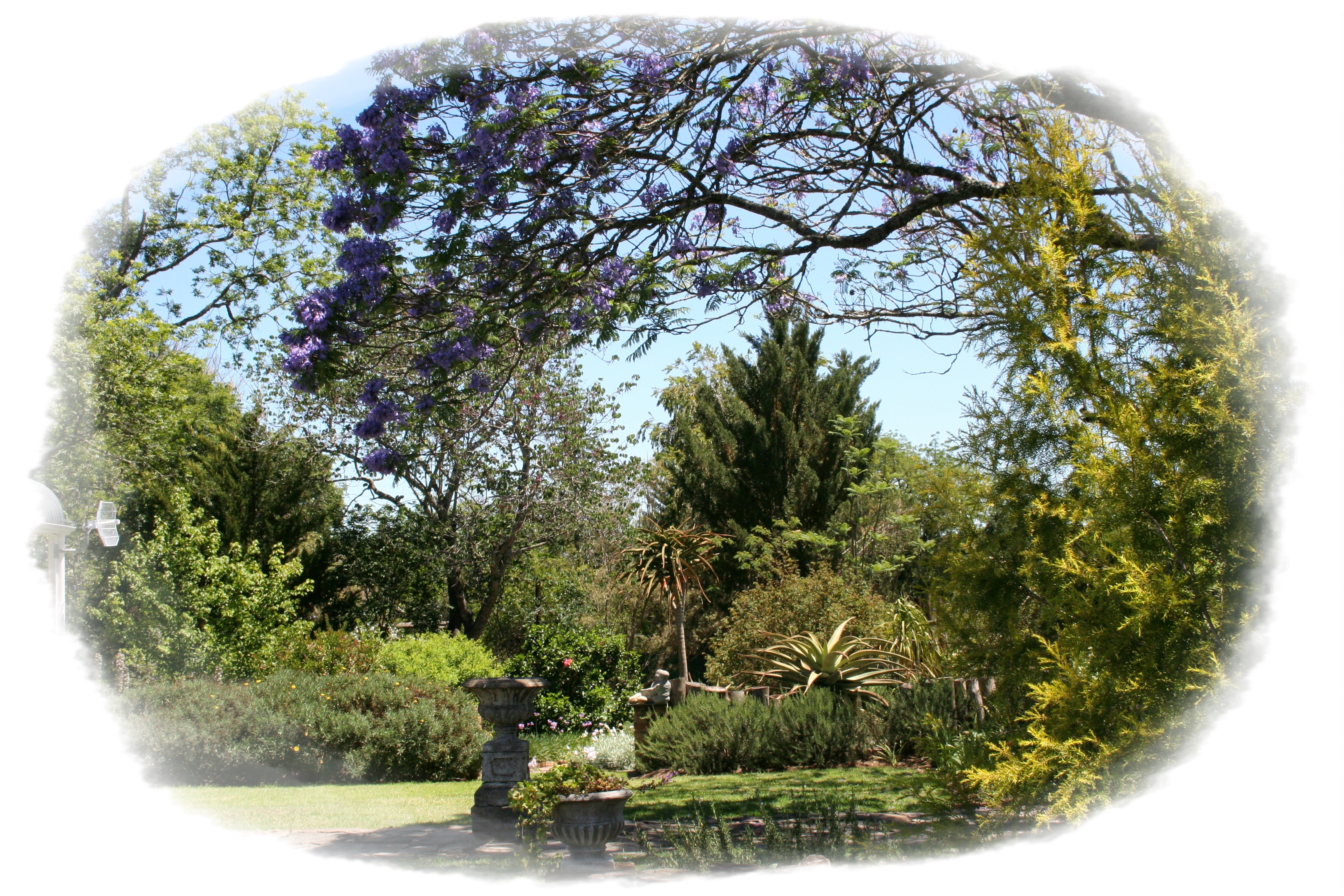 tpotg-under-jacaranda-trees-with-frame-01